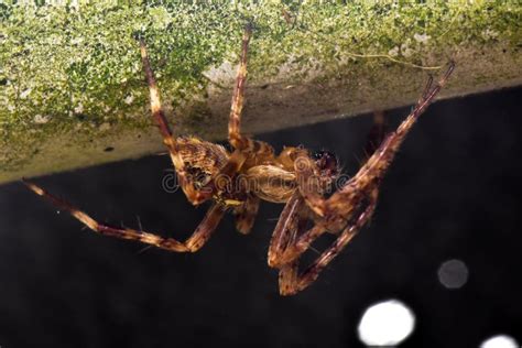 Garden Wolf Spider Night Hunting Stock Image Image Of Outdoor
