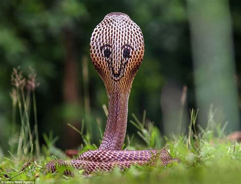 Quirky Markings On Cobras Back Loook Like Smiley Face Daily Mail Online