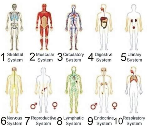 Pin By Tiffany Francis On Yl Human Body Systems Body Systems Human