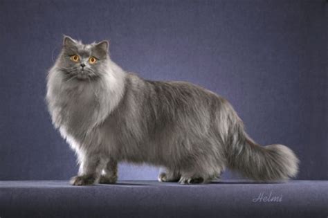 Find the latest listing of british longhair cats for adoption. Domestic long-haired cat Ella, 2012 Ella loves cuddles and b