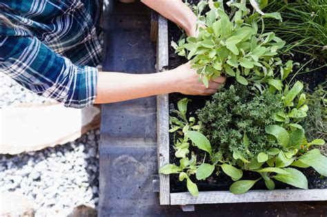 10 Reasons To Grow Your Own Healing Herb Garden Best Herbs To Grow