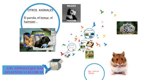 Los Animales Que MÁs Les Gustan A Las Chtcas By Celia Ballester