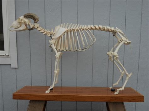 Articulated Domestic Goat Skeleton Capra Aegagrus Hircus