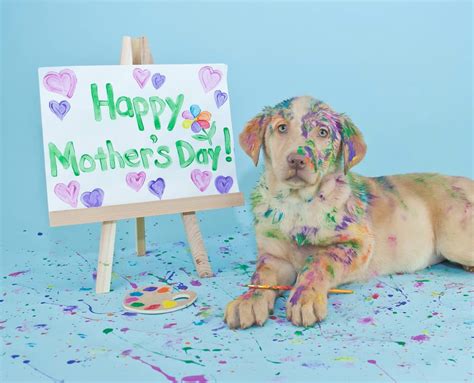 Today I Learned National Dog Moms Day Is Actually A Thing Firstpawz