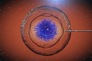After a cell divides, a nucleolus is formed when chromosomes are brought together into nucleolar organizing regions. A Labeled Diagram That Explains the Function of Nucleolus ...