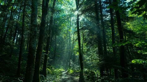 Greenery Forest Nature Path With Sunbeam K HD Nature Wallpapers HD Wallpapers ID