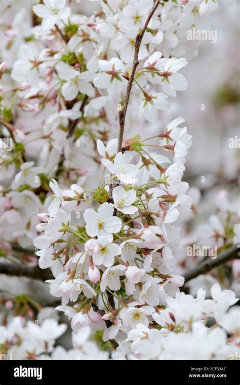 Prunus × Yedoensis Prunus × Yedoensis Somei Yoshino Or Yoshino