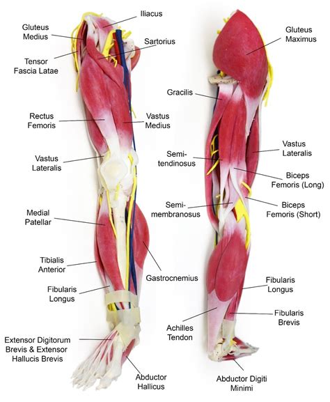 Tendon Diagram Leg Human Anatomy For The Artist The Lateral Knee A