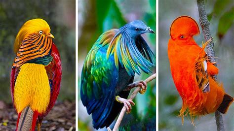 20 Rarest Birds In The World Youtube