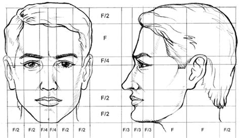 Proporciones Rostros Humanos Dibujos De Caras Proporciones Del