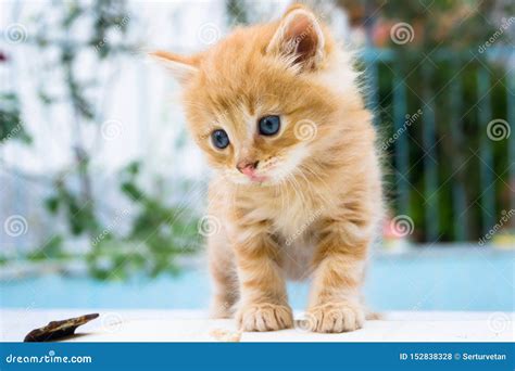 Beautiful Little Red Kitten With Blue Eyes In Street Background