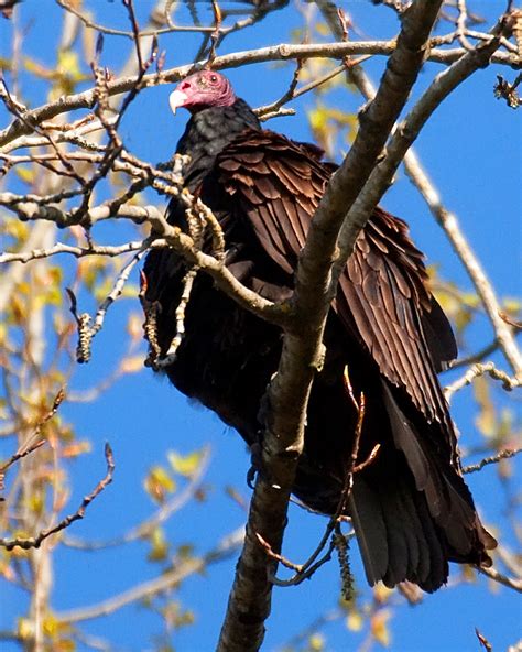 Turkey Vultures Nature Vancouver
