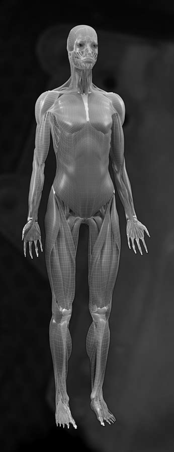 Anatomical diagram showing a back view of muscles in the human body. 3D Female Muscular System Model