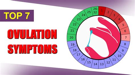 Ovulation Symptoms Signs Of Ovulation Fertility Calculator In Women