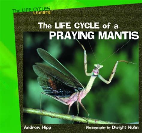 Praying Mantis Life Cycle Sensory Bin