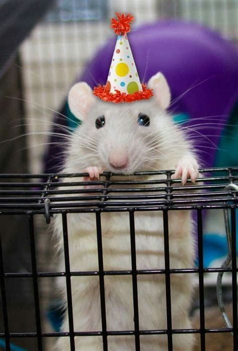 51 Best Rats Love Birthdays Images On Pinterest
