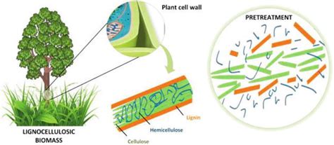 Valorization of Lignocellulosic and Microalgae Biomass | IntechOpen