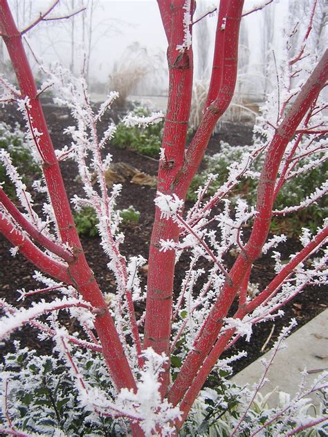 Check spelling or type a new query. Moonstone Gardens: Appreciating Winter