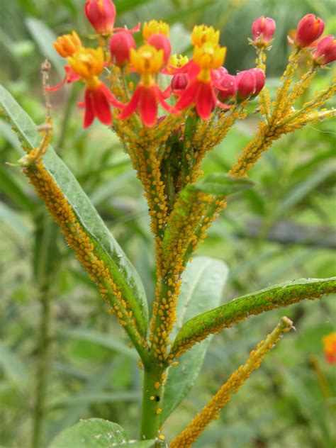 It's funny with this one, when doing my research to confirm what i know from experience, my methods of getting this plant in my yard didn't match with most people's methods. Mary's Louisiana Garden: Aphid Invasion