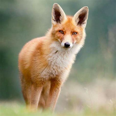 Pin By Barbara Rathmanner On Füchse Pet Fox Animals Beautiful Cute