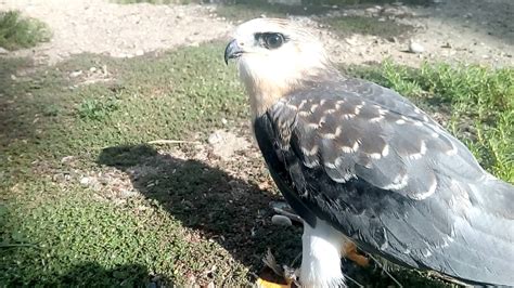 Oleh admindiposting pada maret 7, 2020. Gambar 6 Jenis Burung Alap Penangkap Tikus Falcon Walet Gambar Elang di Rebanas - Rebanas