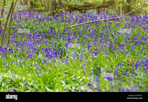 Bluebell Wood Pamphill Dorset Uk Stock Photo Alamy