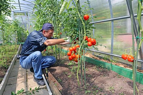 Caring For Your Full Grown Tomato Plants