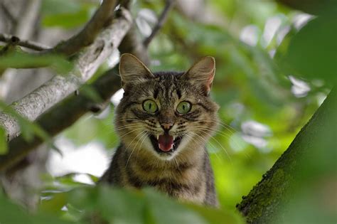 The Top 11 Most Aggressive Cat Breeds (With Pictures ...