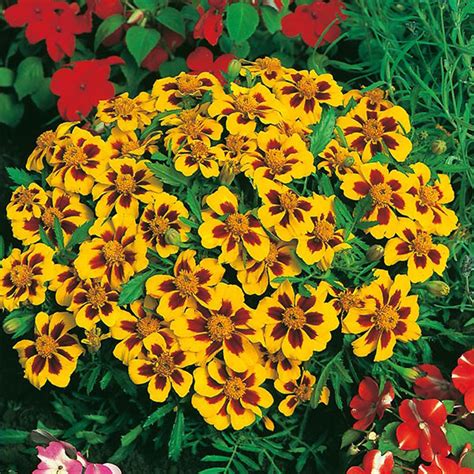 Marigold French Naughty Marietta Seeds From Mr Fothergills Seeds And