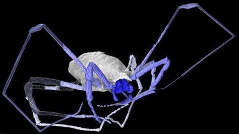 Ancient Spider Images Reveal Eye Opening Secrets W Video