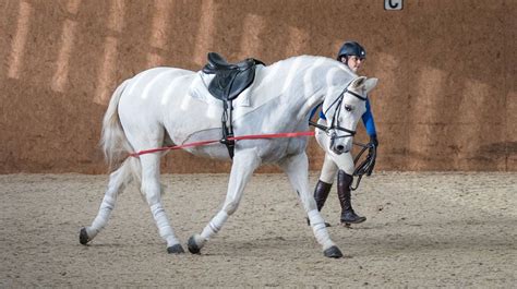 Moorcroft Equine Rehabilitation Centre Long Reining Course