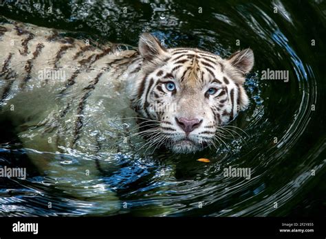 White Tiger Underwater