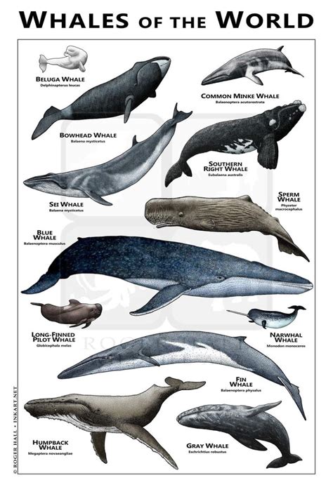 Whales Of The World Posterfield Guide Etsy Balaenoptera Musculus
