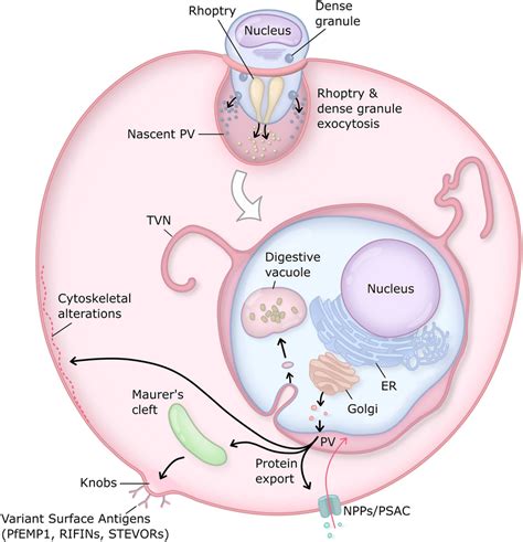 The Plasmodium Intraerythrocytic Pv The Pv Is Generated Through