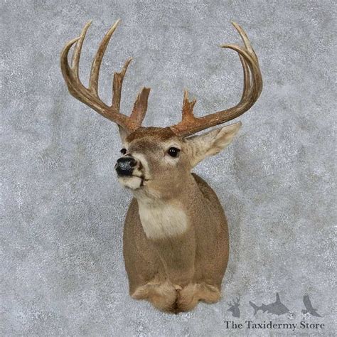 Whitetail Deer Mount For Sale 13169 The Taxidermy Store