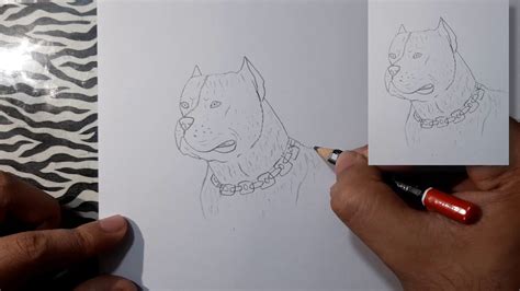 Como Dibujar Un Pitbull How To Draw A Pitbull Youtube