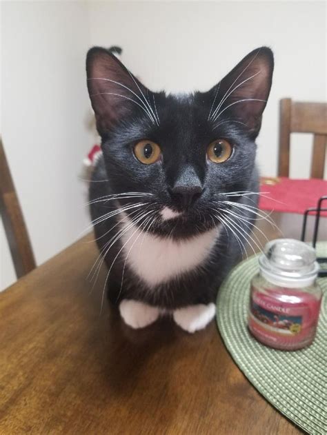 My Very Handsome Tuxedo Odin Cat Makeup Halloween Cat Makeup Cat Memes
