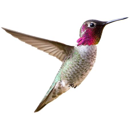 Download Real Flying Hummingbird Free Transparent Image Hq Hq Png Image