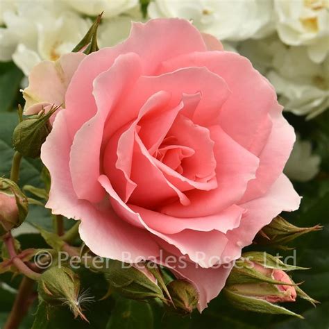 Youre Beautiful Bush Rose Peter Beales Roses The World Leaders