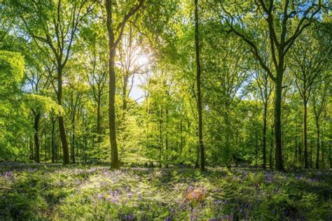 Studying How Trees Can Help The Uk Reach Net Zero Emissions Ukri