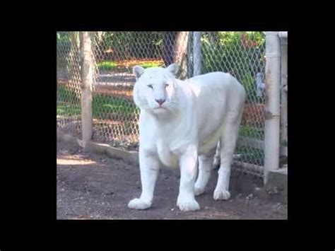 Watch free the white tiger tamil movierulz gomovies movies the epic journey of a poor indian driver who must use his wit and cunning to break free from servitude to his rich masters and rise to the top of the heap. Snow White Tiger Playing - YouTube