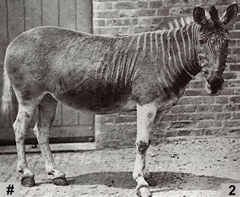 ShukerNature: A QUINTET OF QUAGGA PHOTOGRAPHS | Extinct animals, Rare