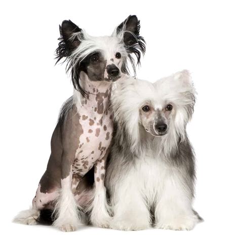 The Chinese Crested 10 Awesome Facts You Should Know Animalso