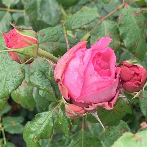 Pompadour Ludwigs Roses