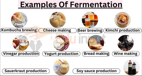 10 Examples Of Fermentation