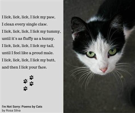 91 Funny Cat Poetry