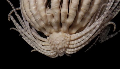 Bizarre Alien Like Creature Discovered Deep In Atlantic Ocean Has 20