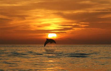 17 Best Images About Sunsets With Dolphins On Pinterest