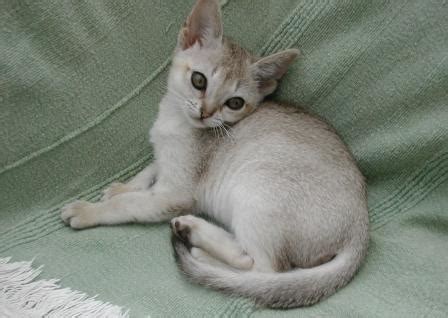 Please browse through our galleries of cat photos. Singapura Cat - Breed Profile and Facts