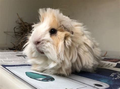 Ormskirks Woodlands Animal Sanctuary You Can Rehome A Guinea Pig